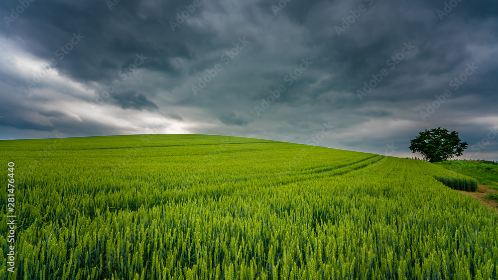 Fototapeta premium Natural Fresh Lush Green Landscape