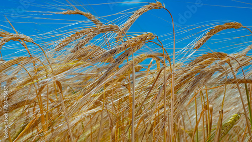 Spikelets of rye in the summer on the field
