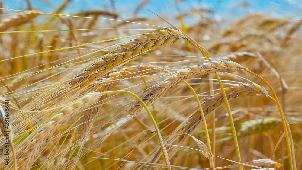 Fototapeta premium Rye spikelets in a field in summer