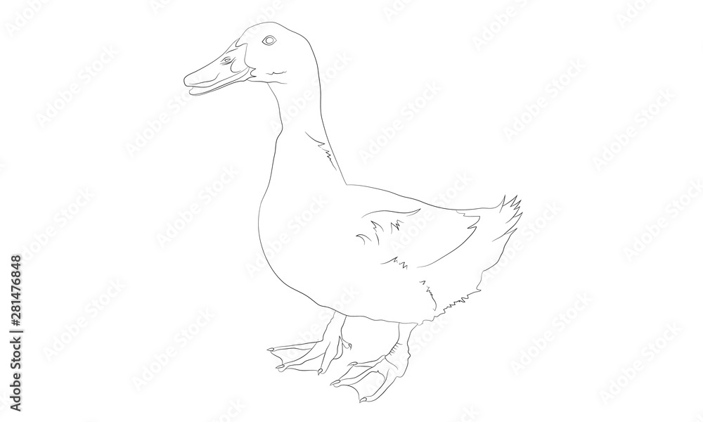 isolated duck outline line drawing isolated duck outline line drawing