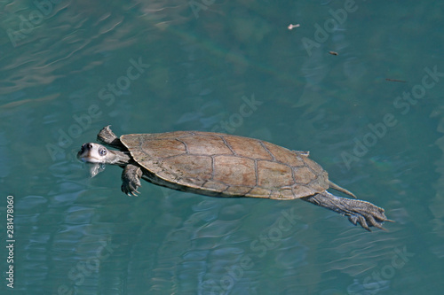 Eurasische Bachschildkröte (Mauremys rivulata) - Balkan pond turtle photo