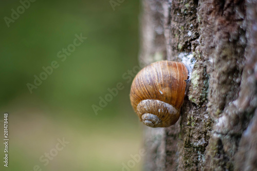 snail on the bark of a tree trunk.