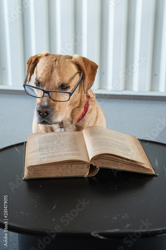 Dog reading book with eyeglasses. Professor behind the book