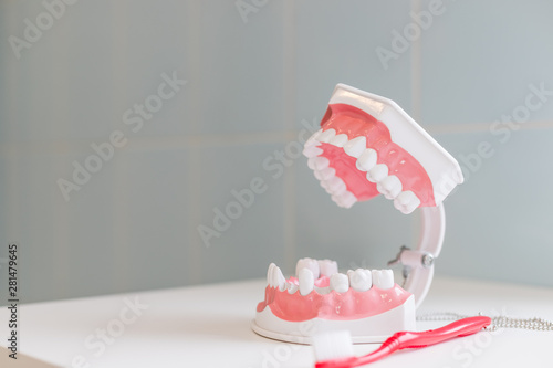 showing on a jaw model how to clean the teeth with tooth brush properly and right.demonstration on soft and slim bristle toothbrush brushing model teeth. Teeth Model and toothbrush on white background