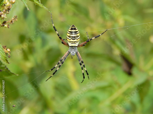 Argiope - Spider Wasp