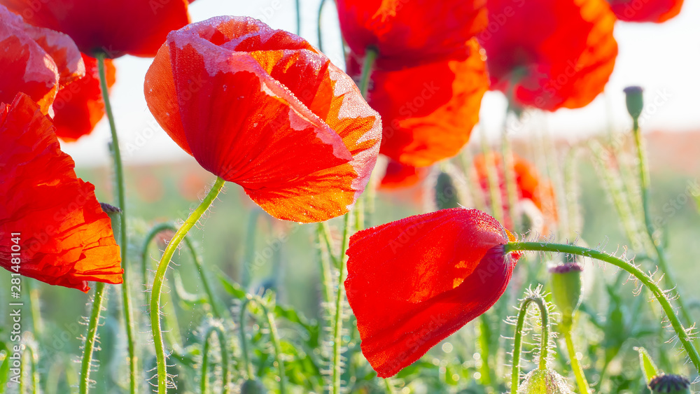 Naklejka premium Summer poppy flowers on green field