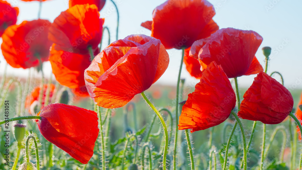 Naklejka premium Summer poppy flowers on green field