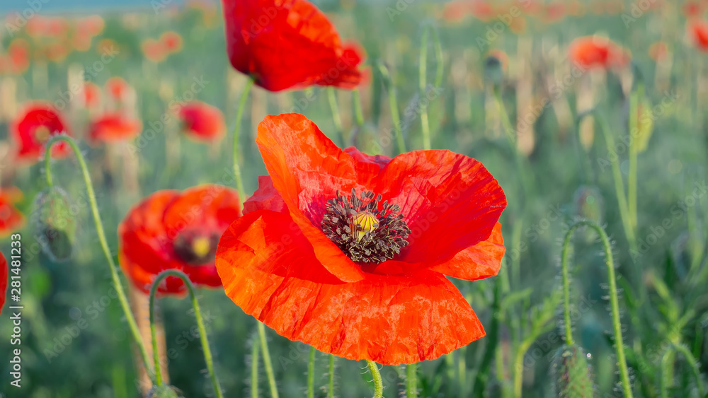 Obraz premium Red wild poppy flower in a field at sunrise