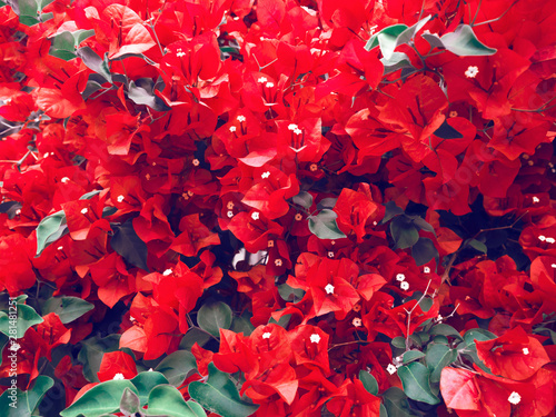 Paper flowers or Bougainvillea. Abatract. Sweet pastel pink color flowers in bokeh texture soft blur for background. Selective focus photo photo