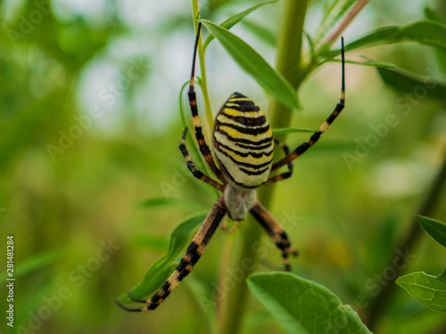 Wasp spider Argiope bruennichi. orb-web Insect with yellow stripes, web pattern. green grass background, macro view, horizontal soft focus. Large striped yellow and black spider on its web macro © galitsin