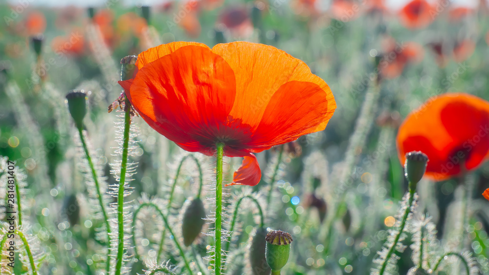 Fototapeta premium Summer poppy flowers on green field