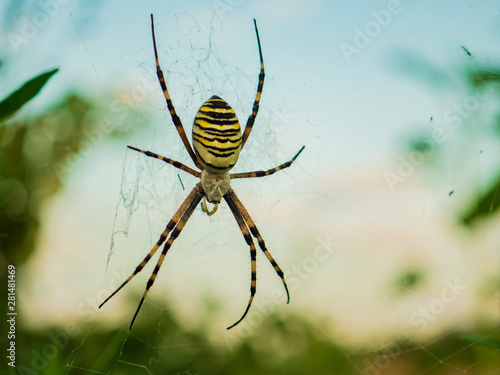 Wasp spider Argiope bruennichi. orb-web Insect with yellow stripes, web pattern. green grass background, macro view, horizontal soft focus. Large striped yellow and black spider on its web macro
