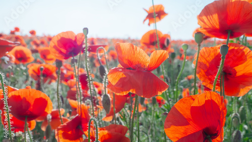 Summer poppy flowers on green field