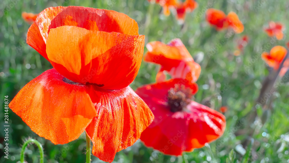 Fototapeta premium Red wild poppy flower in a field at sunrise