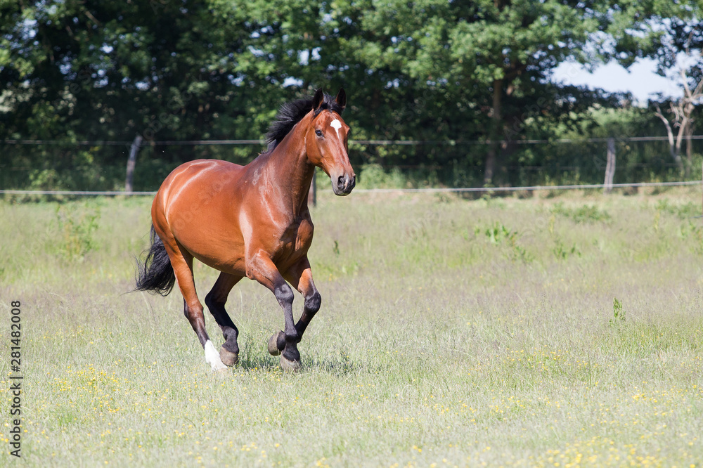 Fototapeta premium Koń biegnie wolny na letnim pastwisku