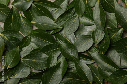 top view of green leaves background with copy space