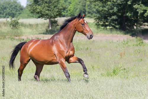 Pferd im freilauf auf der Sommerweide © Ines Hasenau