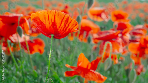 Summer poppy flowers on green field