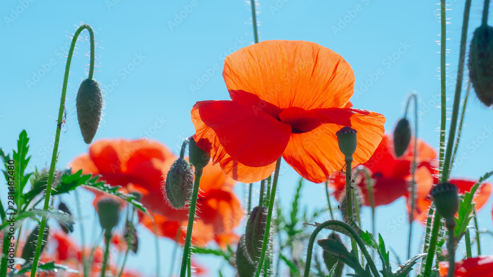 Fototapeta premium Summer poppy flowers on green field