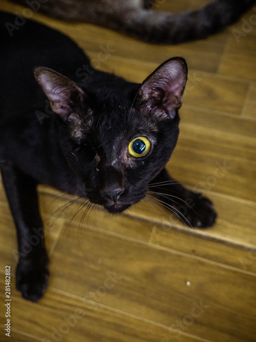 i am handicapped and so sick