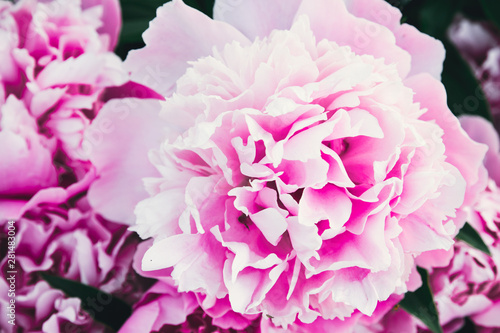 Bouquet of a lot of peonies of pink color close up. Flat lay, top view. Peony flower texture.