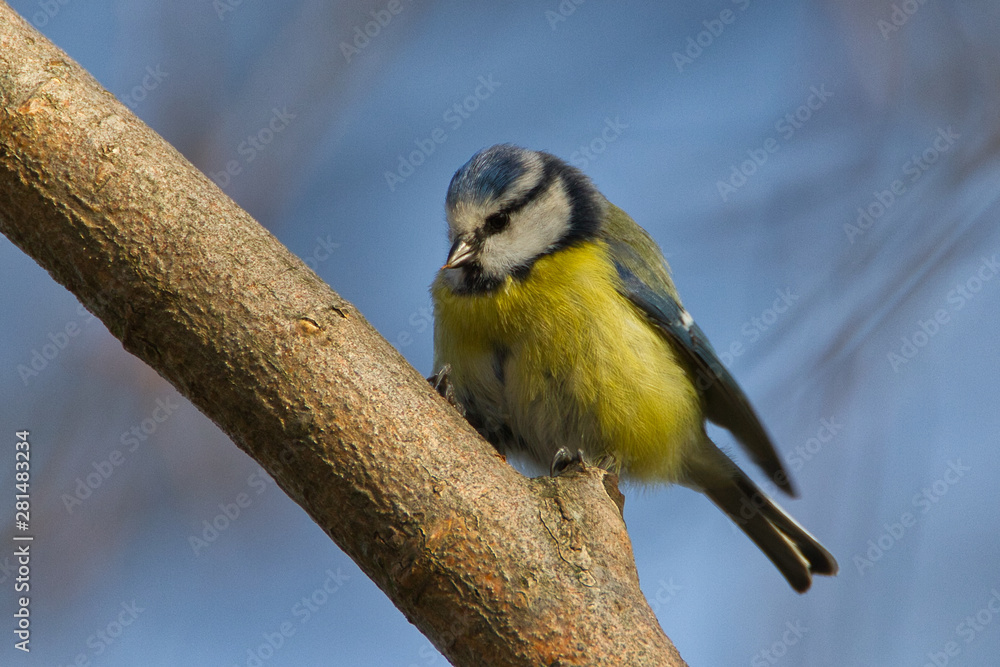 Fototapeta premium Blaumeise