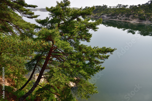 North Korean scenery. Red korean pine forest photo