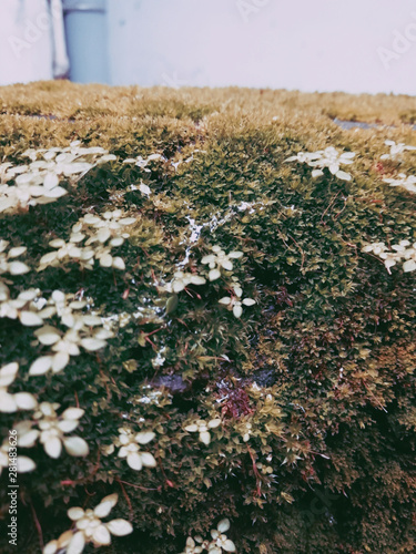 field of wild flowers