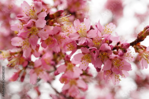 長徳寺のオカメ桜 © ykimura65