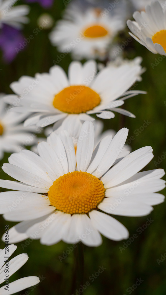 Chamomile flowers in the summer field Chamomile flowers in the summer field