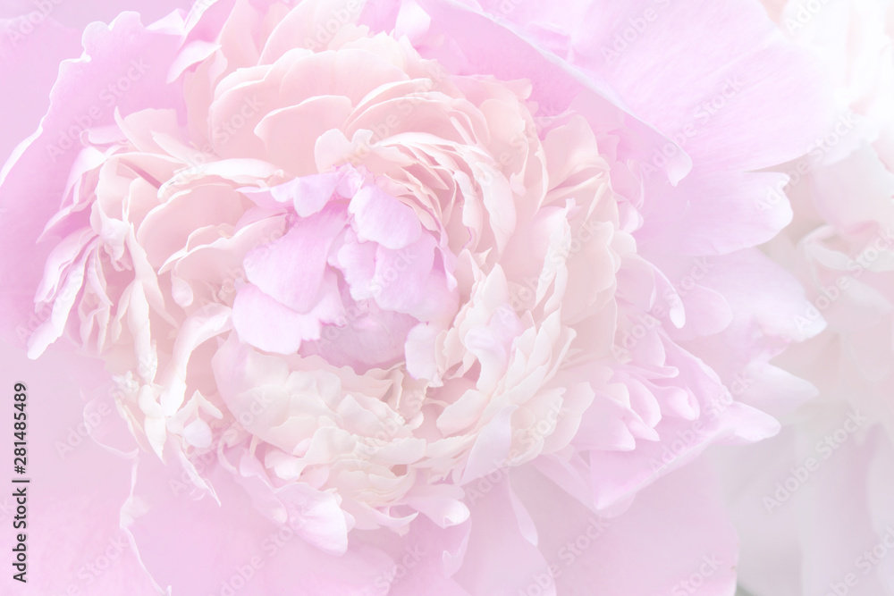 Close-up of a peony flower