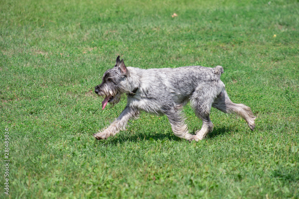 Cute mittelschnauzer or standard schnauzer is running on a green grass in the park. Pet animals. Cute mittelschnauzer or standard schnauzer is running on a green grass in the park. Pet animals.