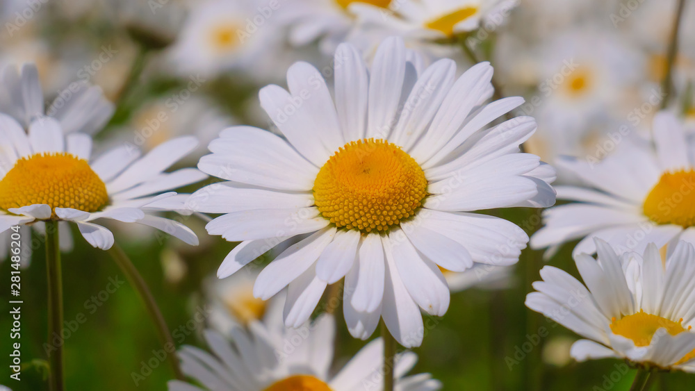 Obraz premium Chamomiles in the summer field close-up