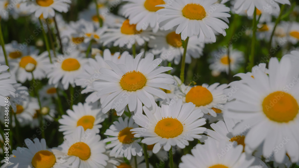 Fototapeta premium Chamomile flowers in the summer field