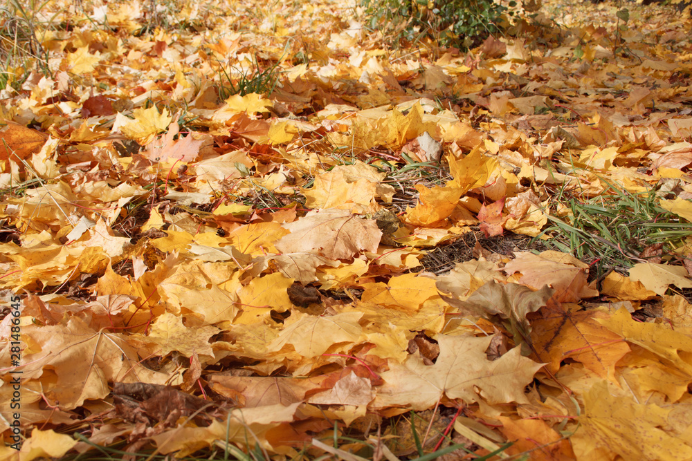Yellow and orange maple leaves are lying on grass in the autumn park. Autumn background. Yellow and orange maple leaves are lying on grass in the autumn park. Autumn background.