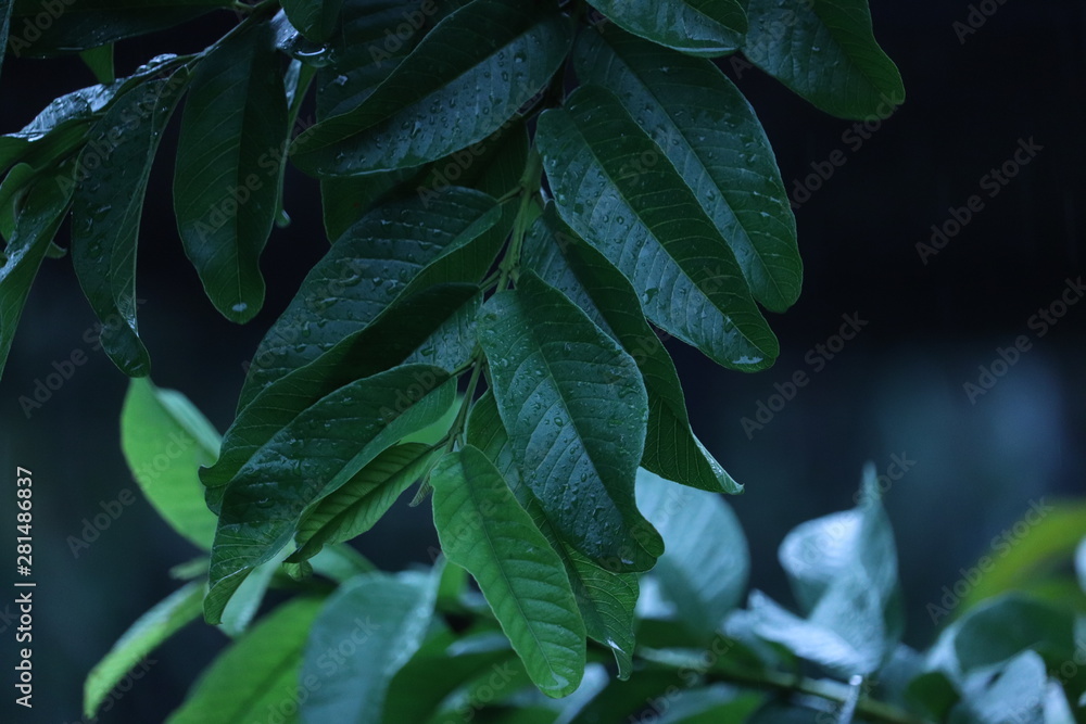 Green leaves of tree while raining in background Green leaves of tree while raining in background