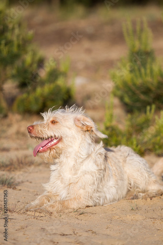 Hund im Abendlicht in der Sandkuhle © Ines Hasenau