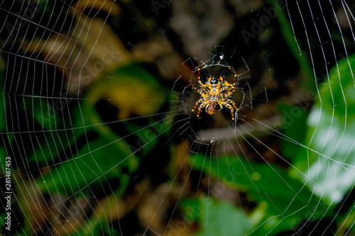 The abdomen side of Gasteracantha hasseltii with yellow back thorn stay on cobweb and dark green background in the forest.