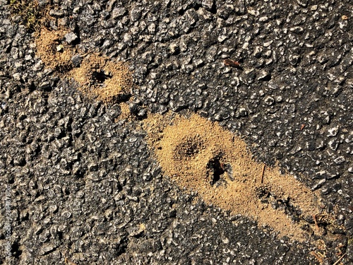Fire ant hill on the asphalt floor, it's a tropical American ant that has a painful and sometimes dangerous sting, Summer in GA USA.