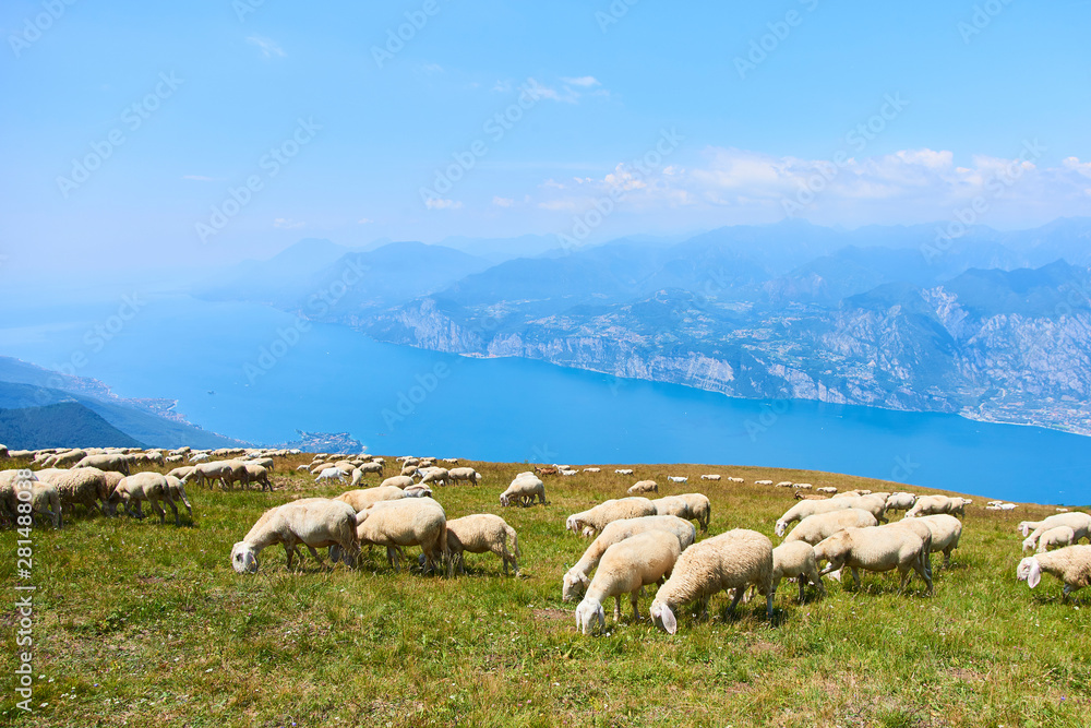 Herd of sheep grazing on the plateau of  Monte Baldo above Lake Garda (Lago di Garda or Lago Benaco), Malcesine, Lombardy, Italy.