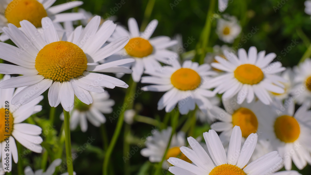 Chamomiles in the summer field close-up