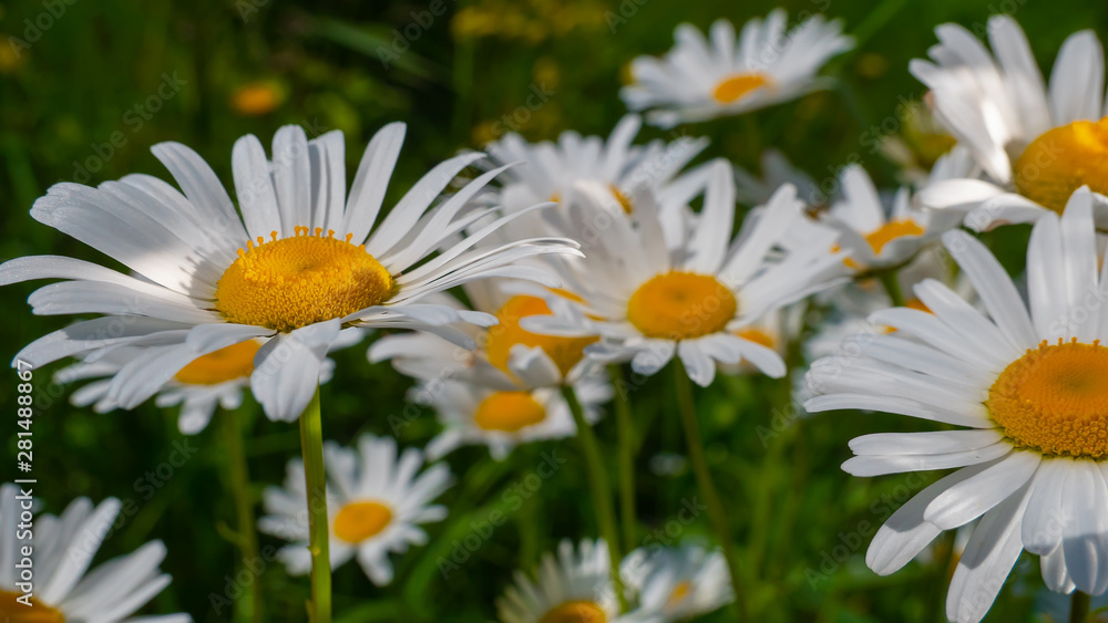 Fototapeta premium Chamomiles in the summer field close-up