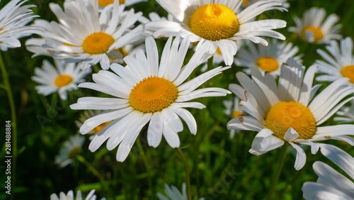 Chamomiles in the summer field close-up