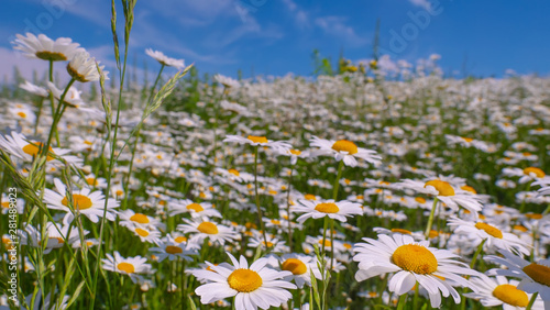 Chamomiles in the summer field close-up