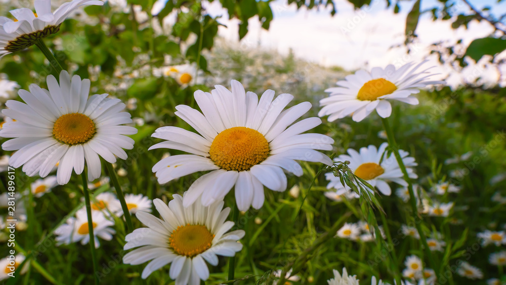 Fototapeta premium Chamomiles in the summer field close-up
