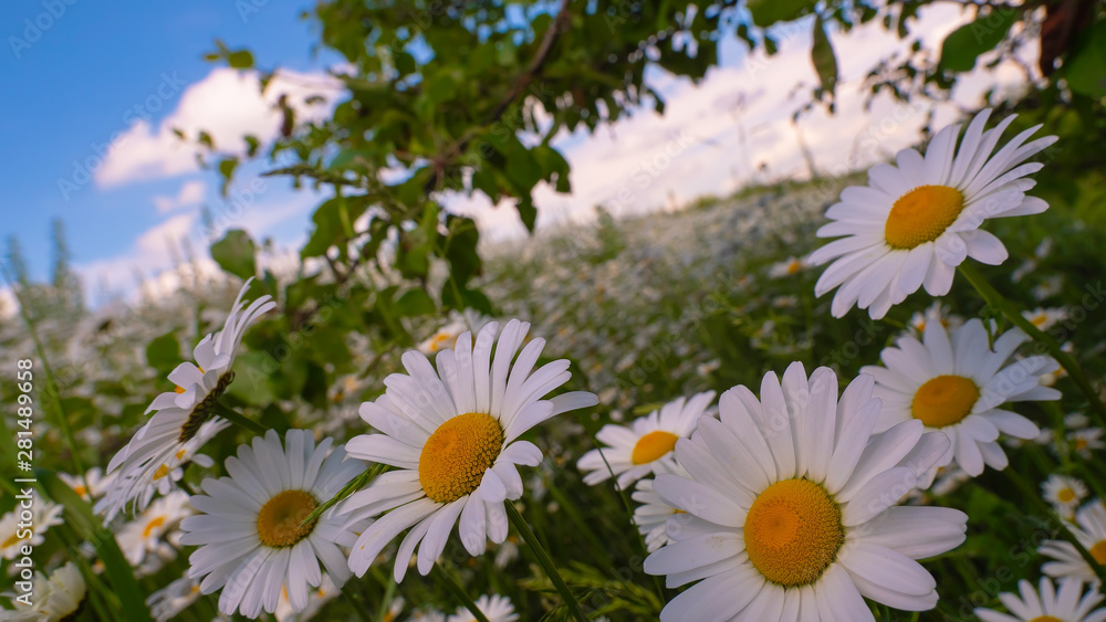 Obraz premium Chamomiles in the summer field close-up