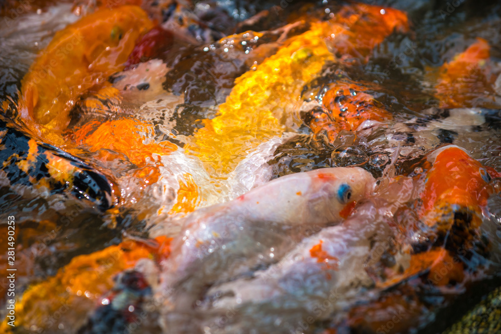 Carp Koi Background Pattern Carp Koi Background Pattern