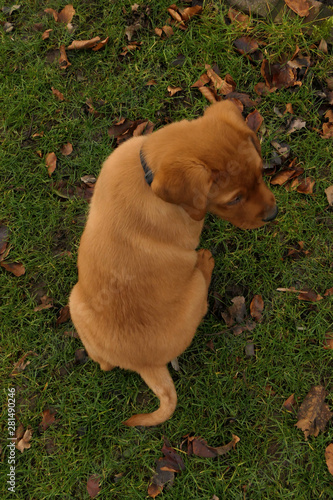 Rot brauner junger Labrador Welpe sitz im Gras zwischen Herbst Blättern
