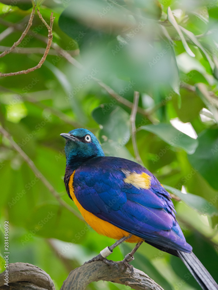 The Superb Starling (Lamprotornis superbus) The Superb Starling (Lamprotornis superbus)