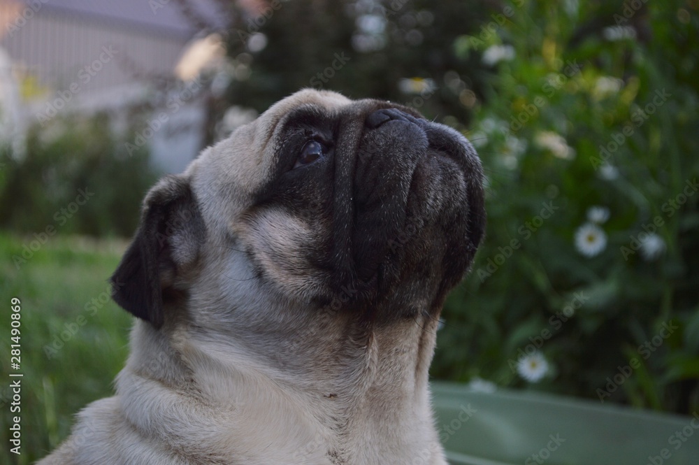 pug pug